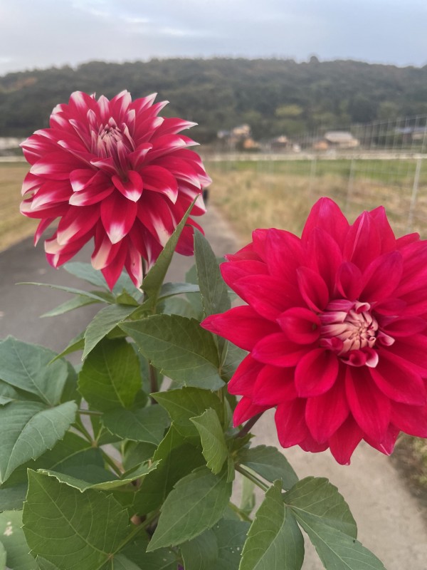 野性に生きる