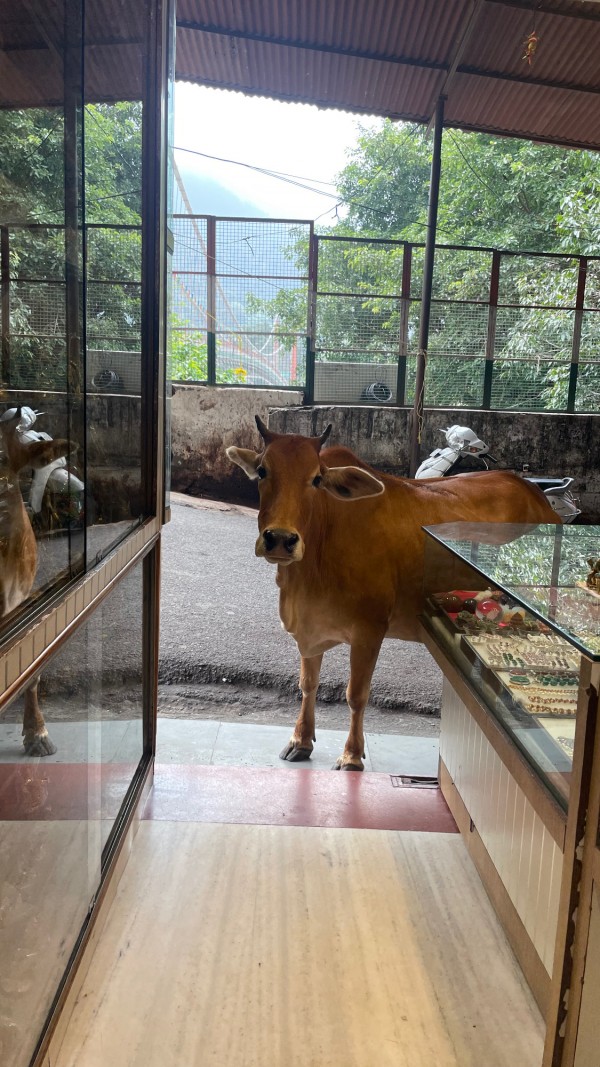 セヴァ　他へのやさしさは、自分へも向けられている